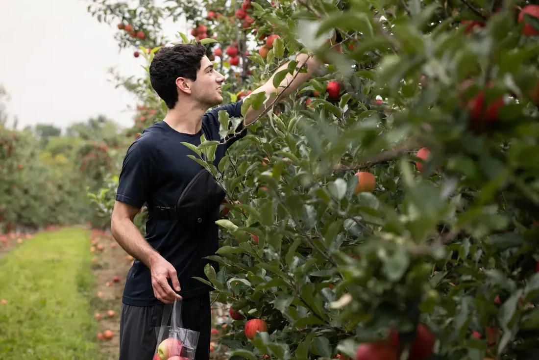 Student apple picking.